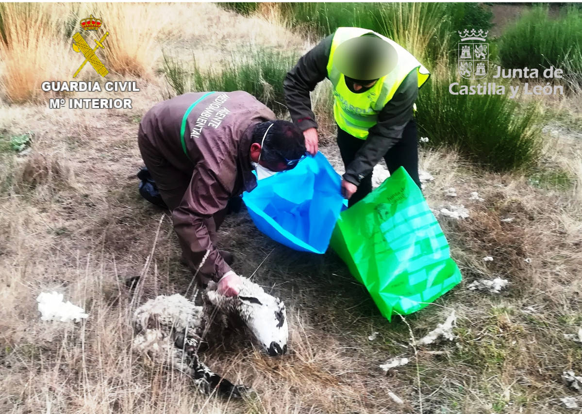 210421 FOTO investigado por utilización de cebos envenenados  (rodenticidas)