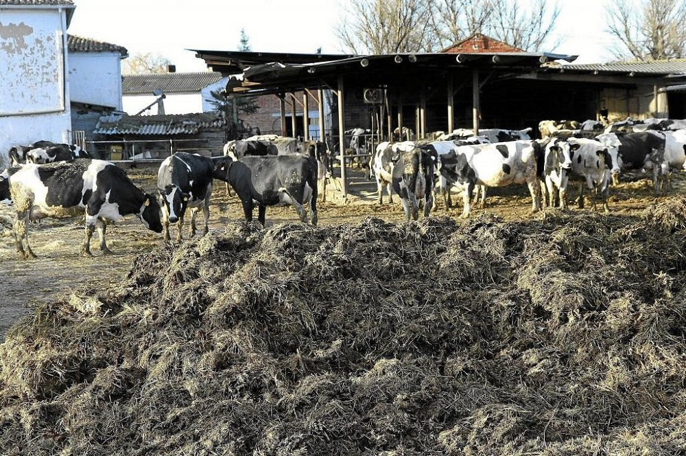 Estiercol de Vaca Como Abono Organico1 min