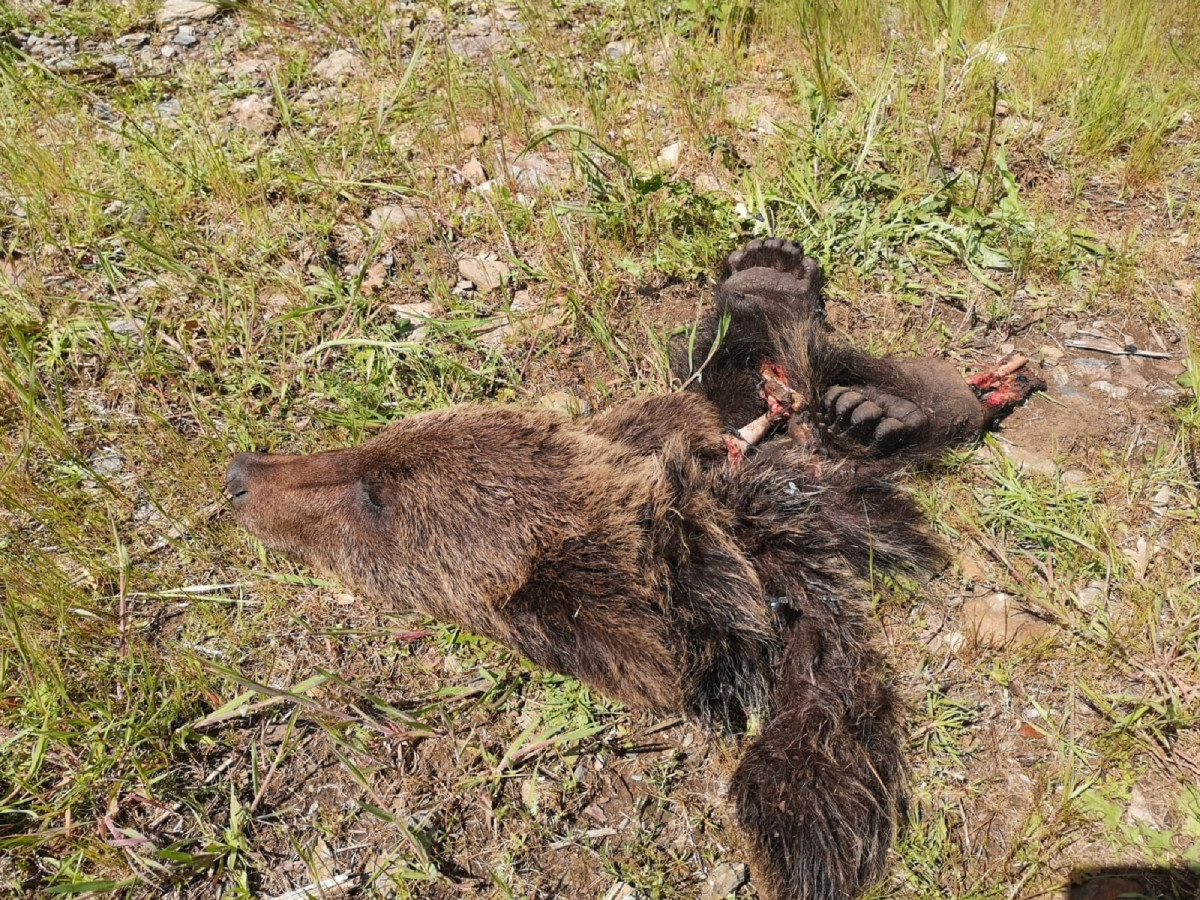 20210503 Oso Pardo muerto 2