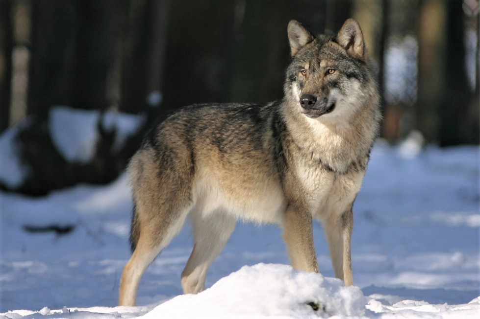Lobo 2