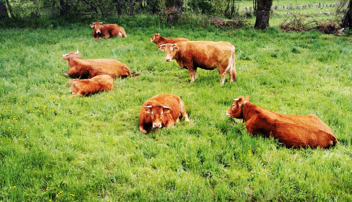 Ganado vacas valdecastillo natalia alvarez