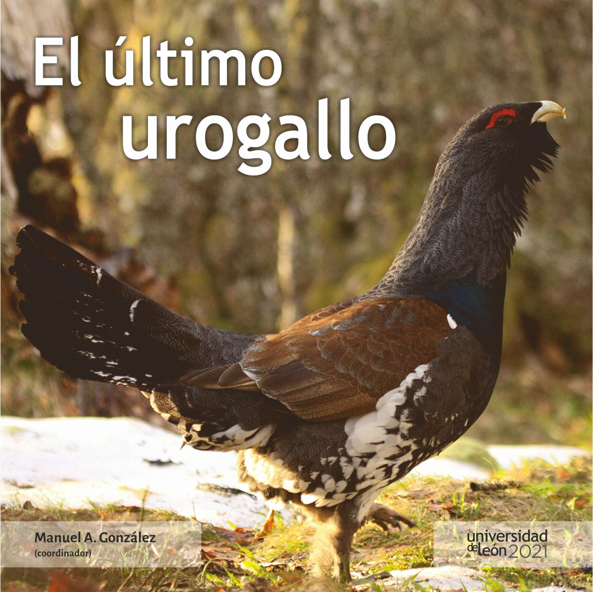 Portada Urogallo