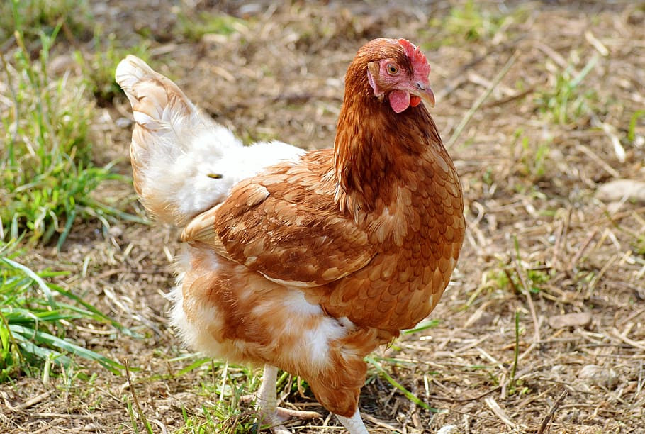 Chicken hen poultry pinnate