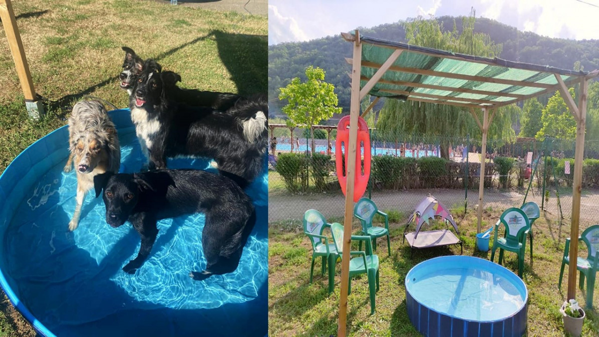 Piscina perros cistierna