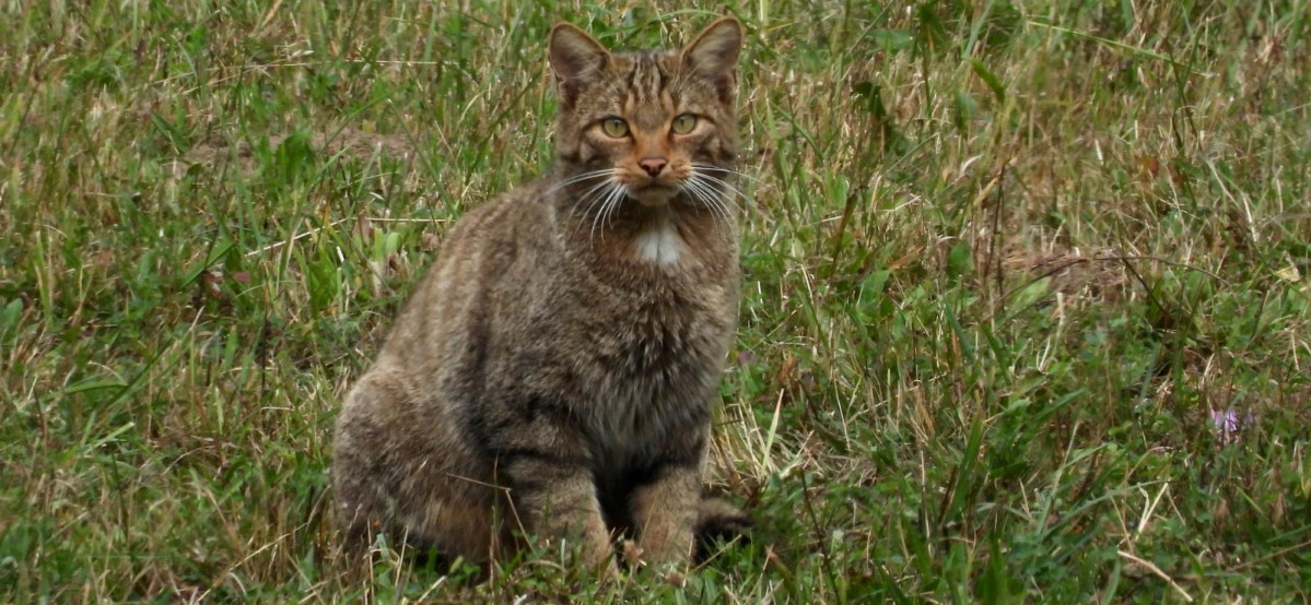 Gato montes Chelo Rodríguez S