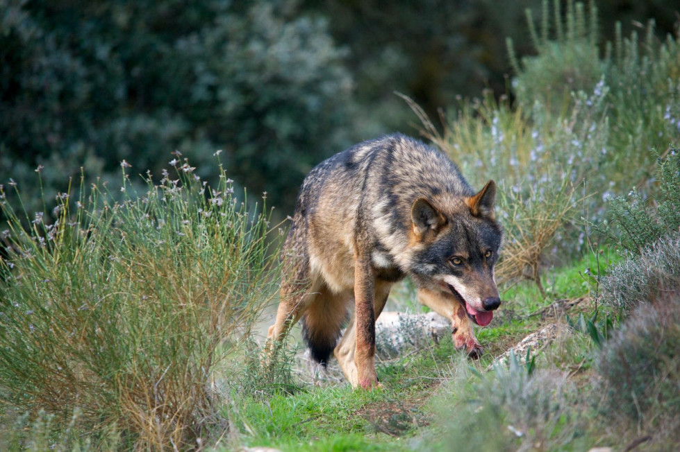 Lobo iberico gobierno españa