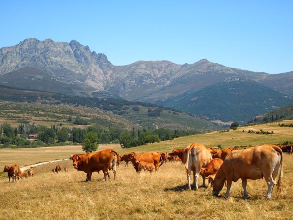 Carne de cervera dip