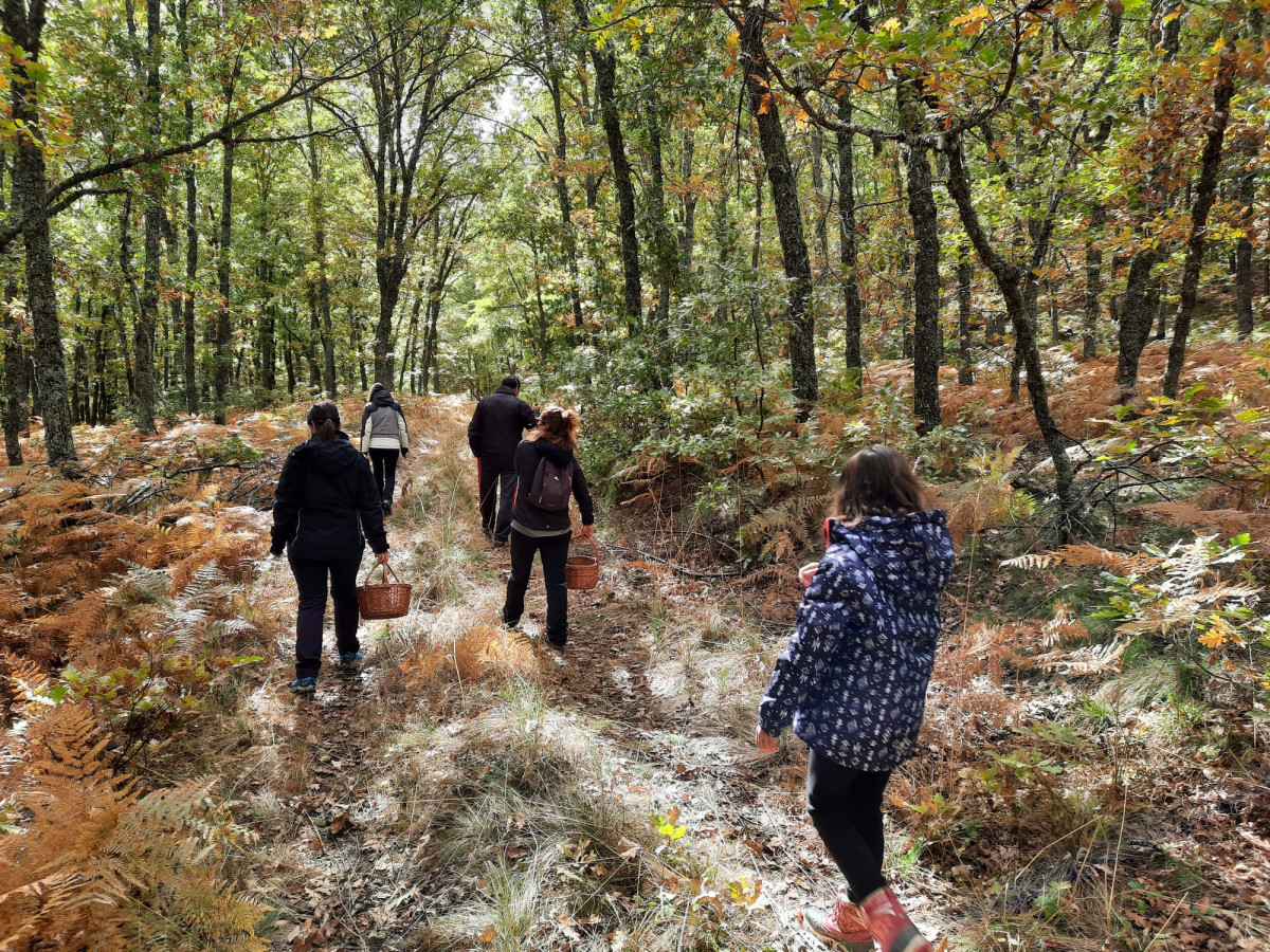 BOSQUES Y SETAS