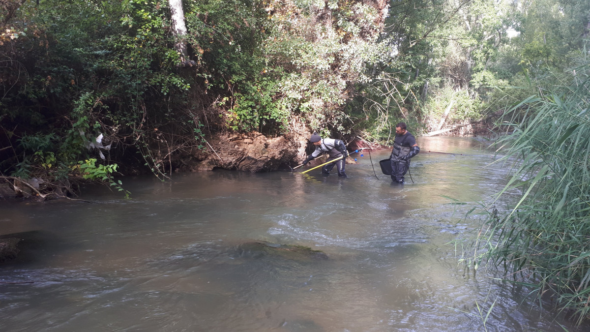 Muestreo piscu00edcola rio Riaza Adrada de Haza