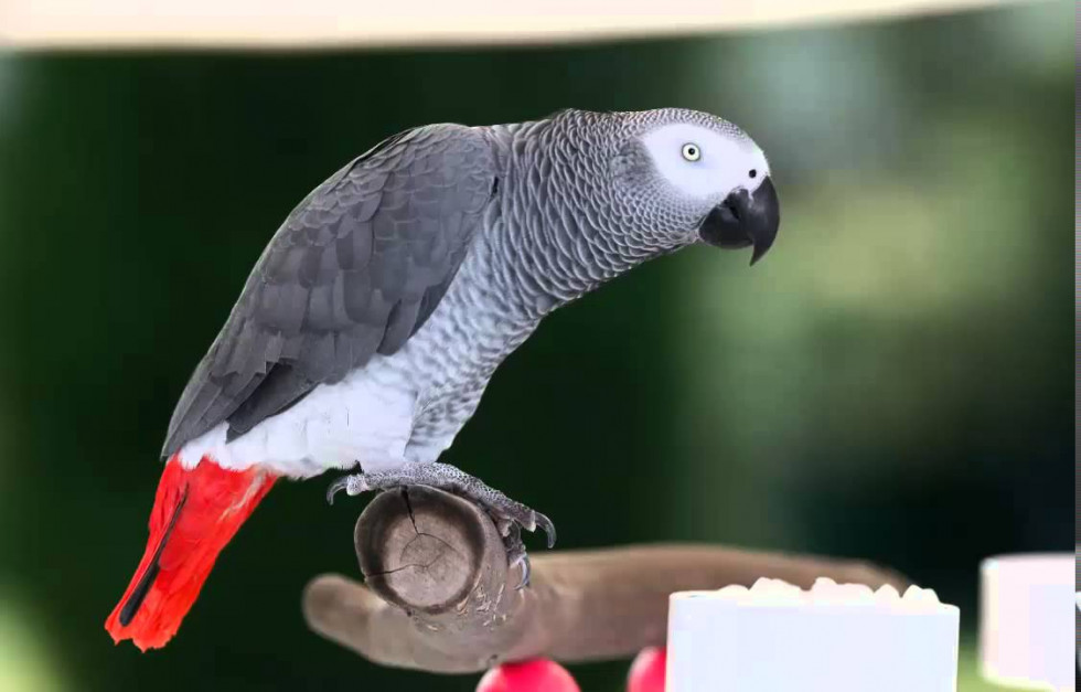 10 Datos sobre el Loro Yaco (Psittacus erithacus) min