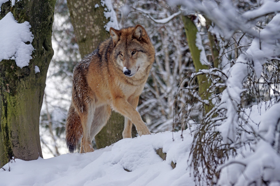 Lobo Ibérico