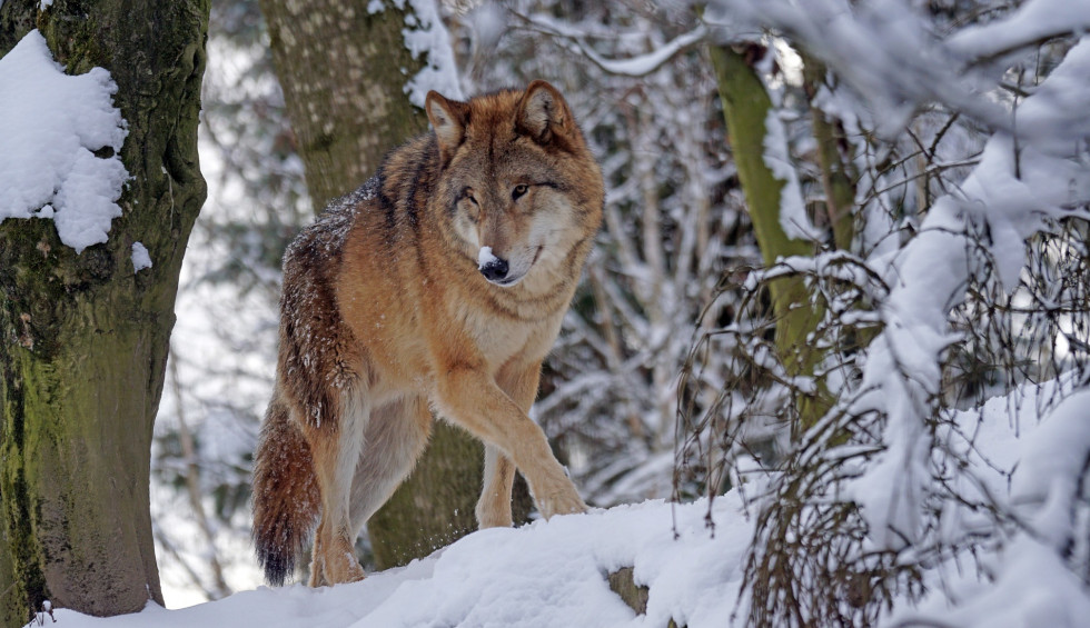 Lobo Ibérico (1)
