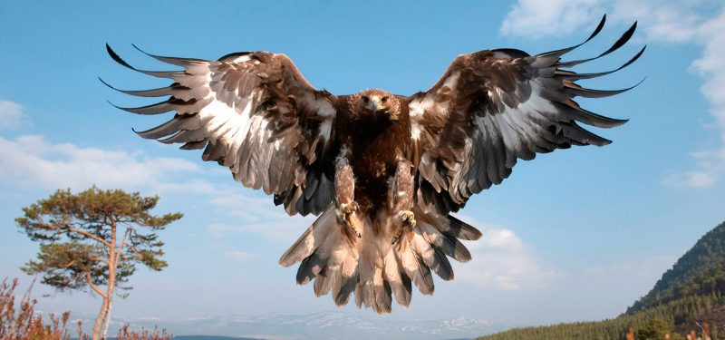 Aguila imperial iberica 800x375