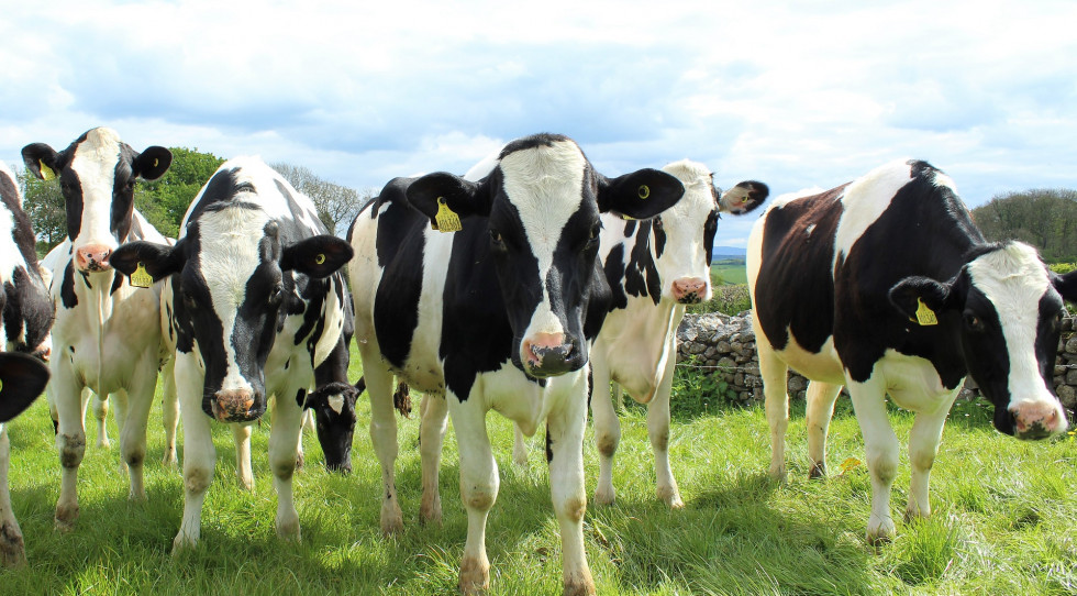 NeoGIANT busca evitar el uso de antibióticos en ganadería