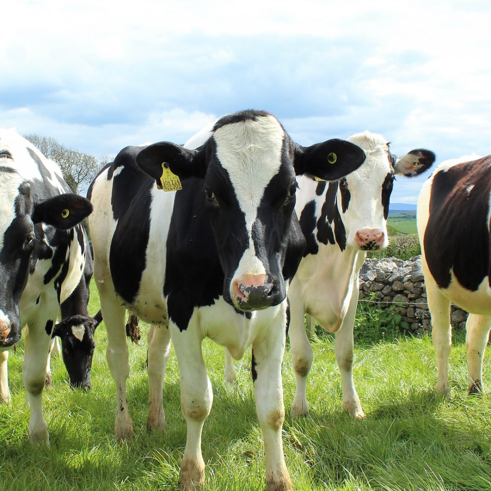 NeoGIANT busca evitar el uso de antibióticos en ganadería