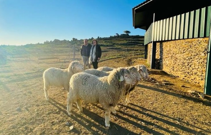 Merino australiano 2