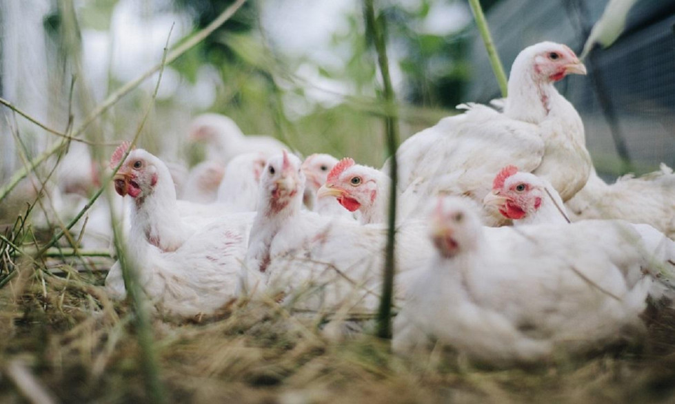 Un grupo de pollos fuente pixabay
