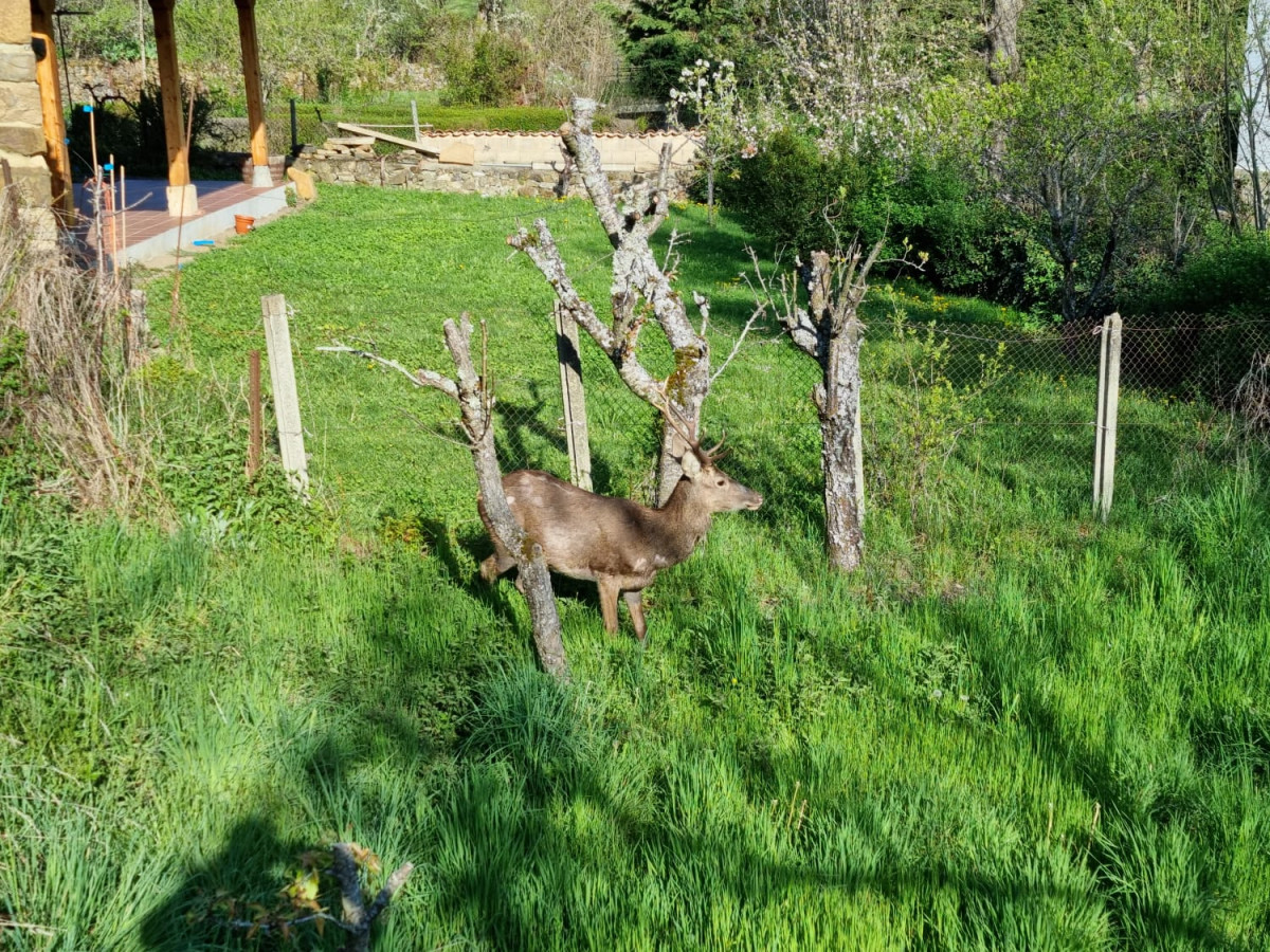 Venado valderrueda 2