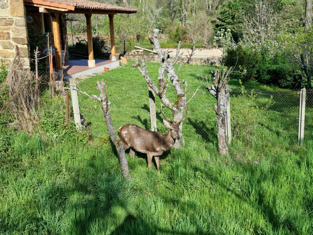 Venado valderrueda 1