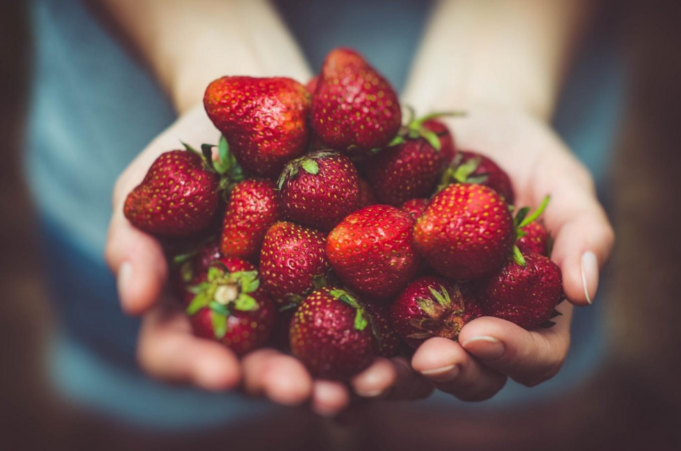 Fresas de almanza 2