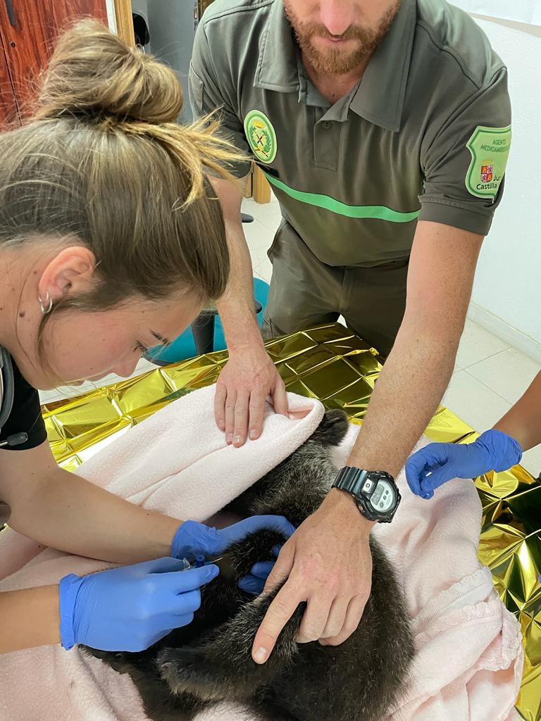 Foto 1. El osezno es atendido por veterinarios y técnicos del Centro de Recuperación de Animales Silvestres