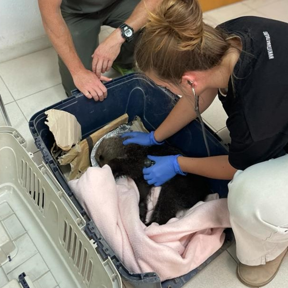 Foto 2. El osezno es atendido por veterinarios y técnicos del Centro de Recuperación de Animales Silvestres