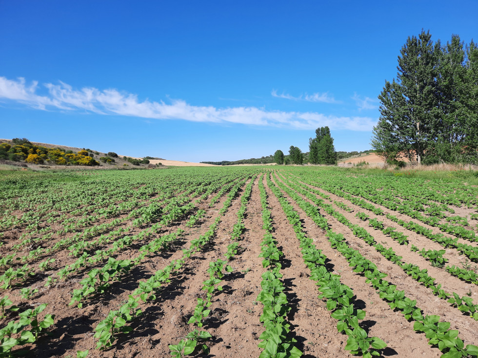 Girasoles castrovega 2022 (2)