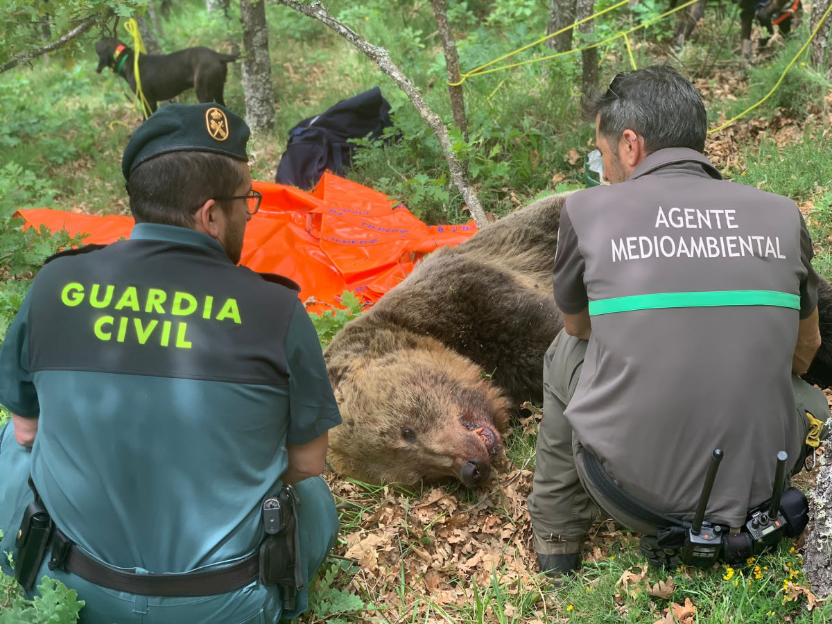 FOTO 3. Miembros del operativo Junta que busca osos pardos en Montaña Palentina