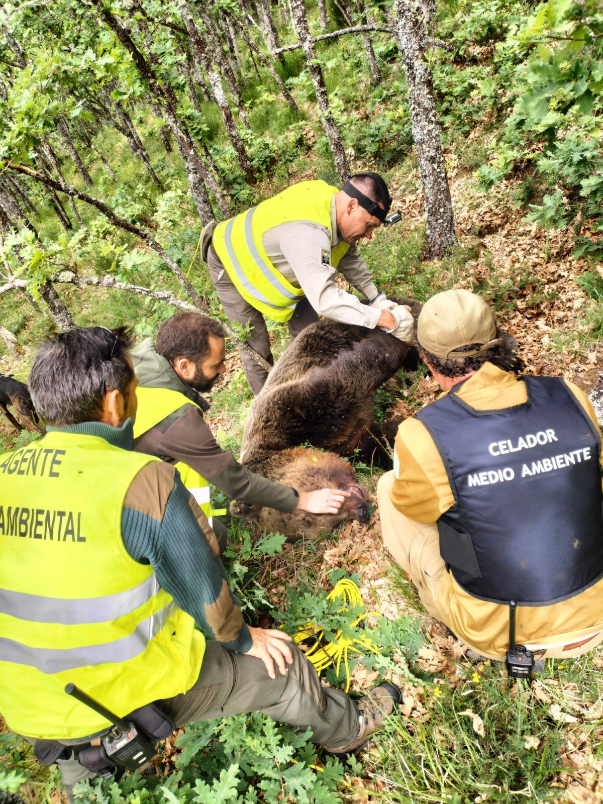 FOTO 2. Miembros del operativo Junta que busca osos pardos en Montaña Palentina