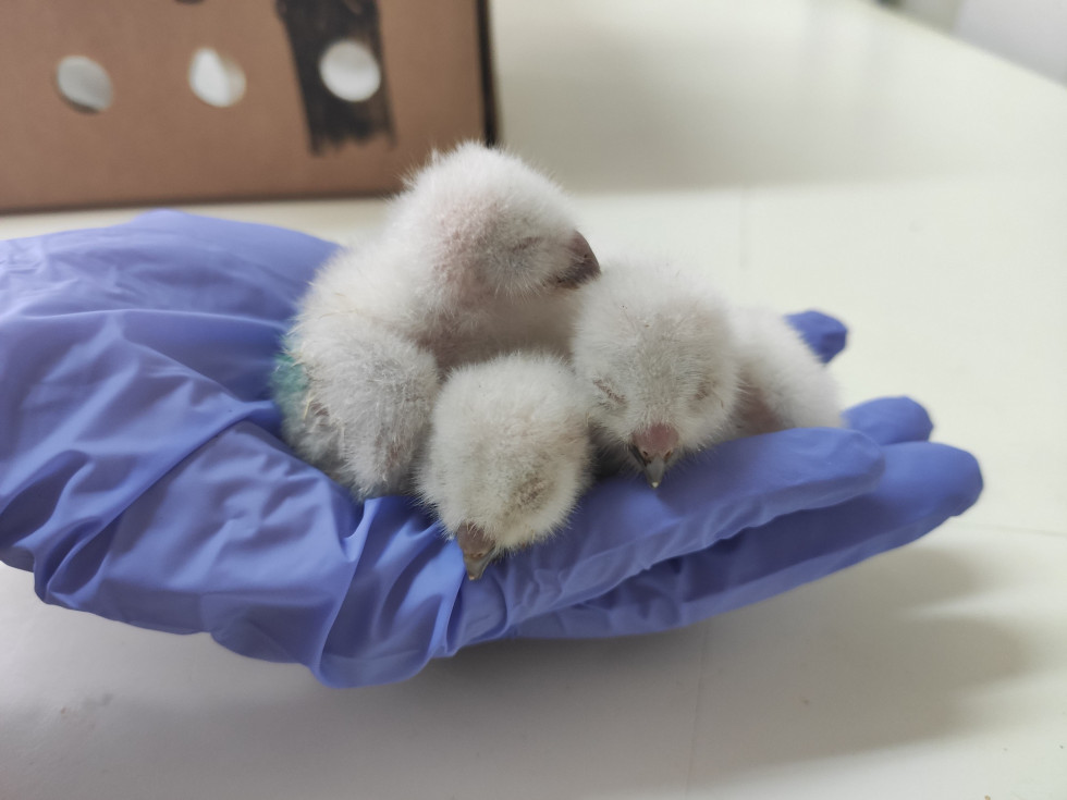 20220618 Pollos de aves rapaces recien nacidos