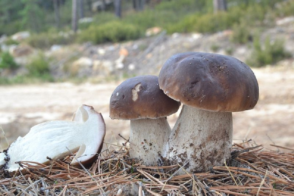 Ejemplares de Boletus Edilus