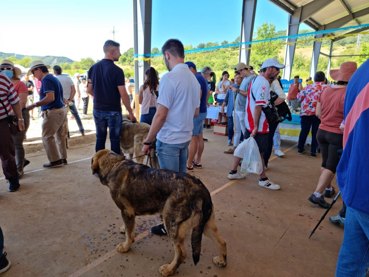 Fiesta de la trashumancia 2022 (30)