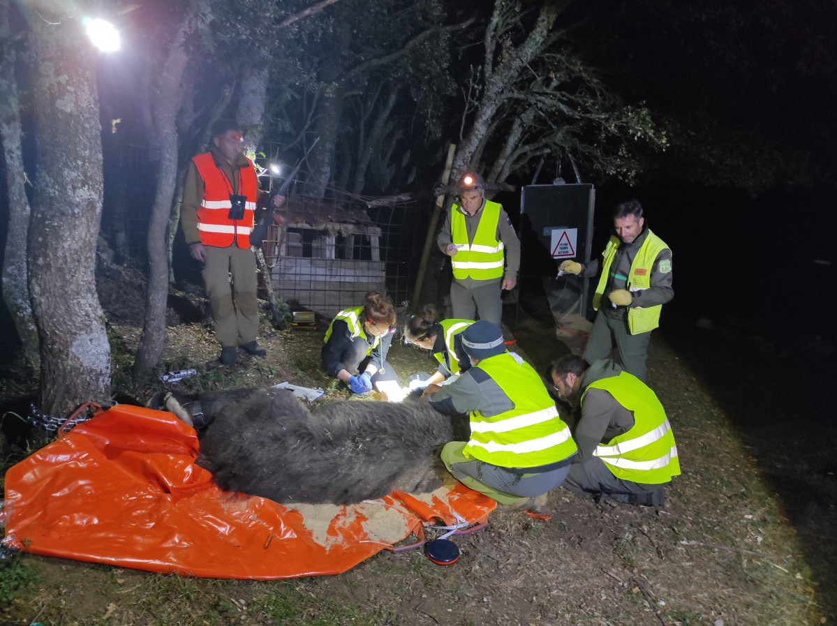 8 Operativo completo monitorizando anestesia e instalando collar GPS 4