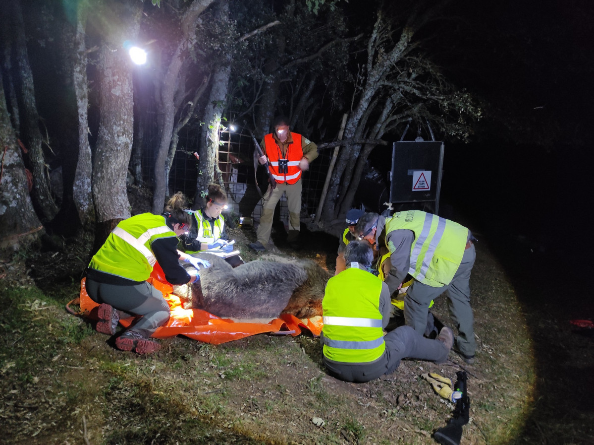 5 Operativo completo monitorizando anestesia e instalando collar GPS