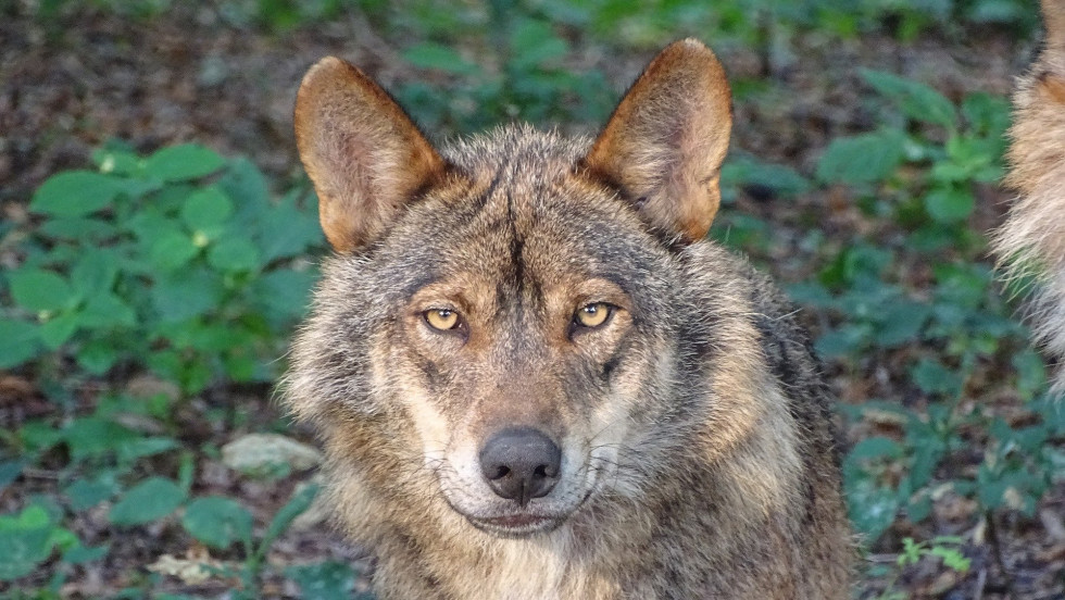 Lobo pacma