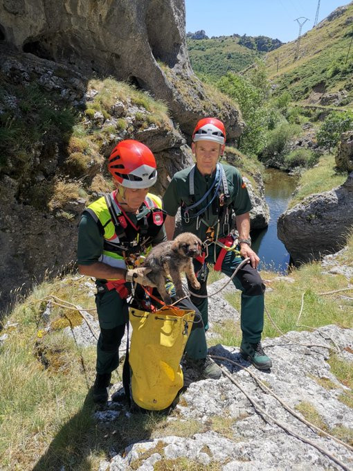 Greim rescate cachorros