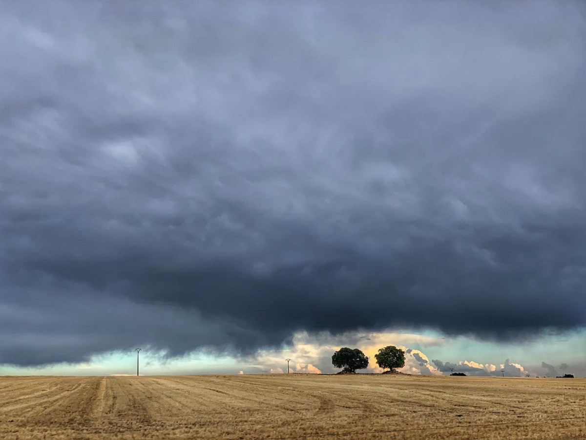 ENCINARES BAJO LA TORMENTA