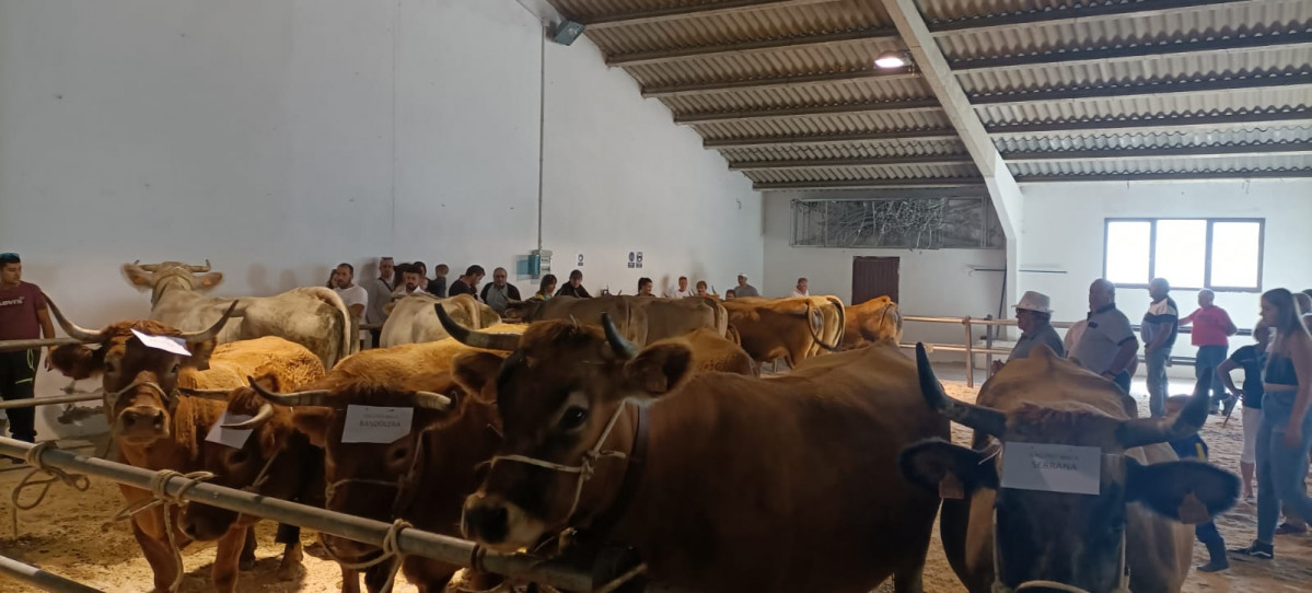 Feria exposicion ganado puebla de lillo 2022 5