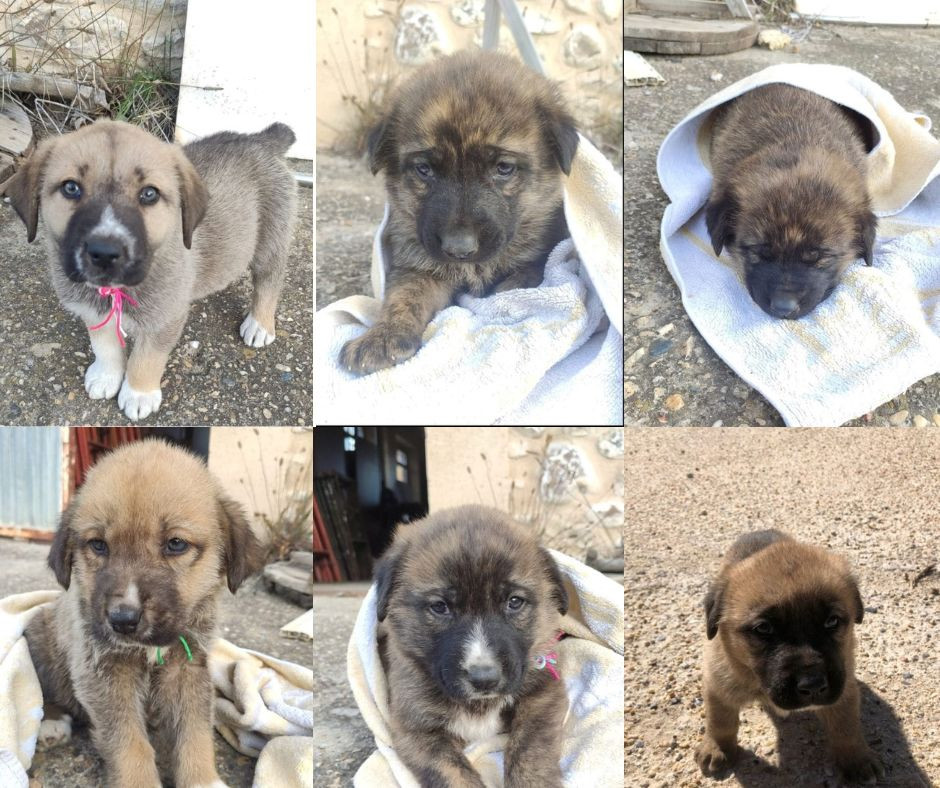 Collage cachorros