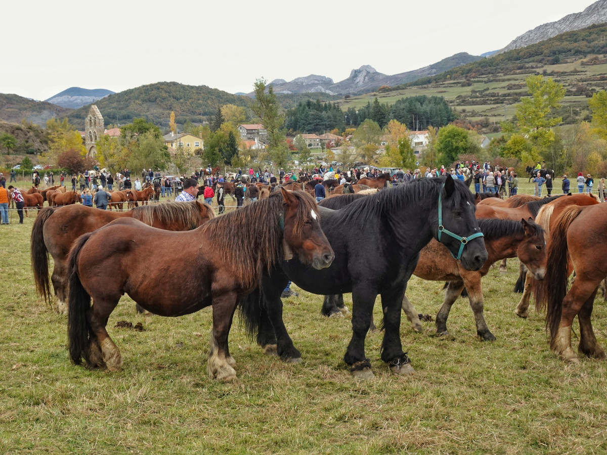Feria del caballo san salvador de cantamuda