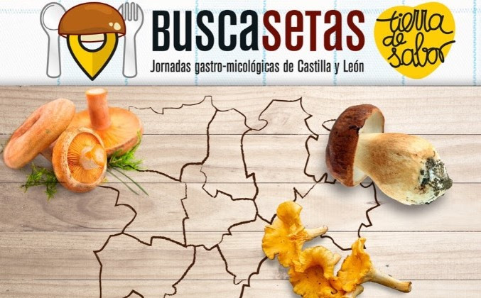 Buscasetas