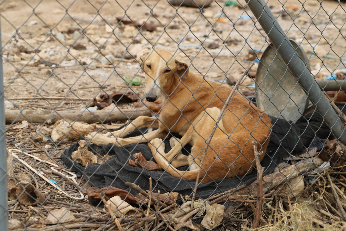 Galgo pacma