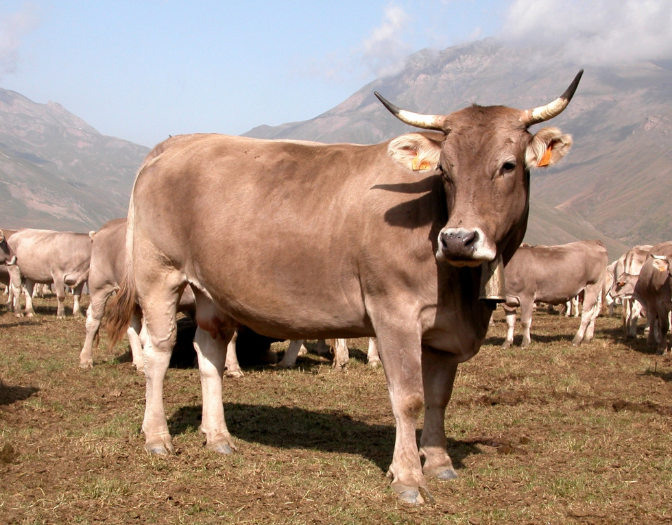 Raza parda de montaña