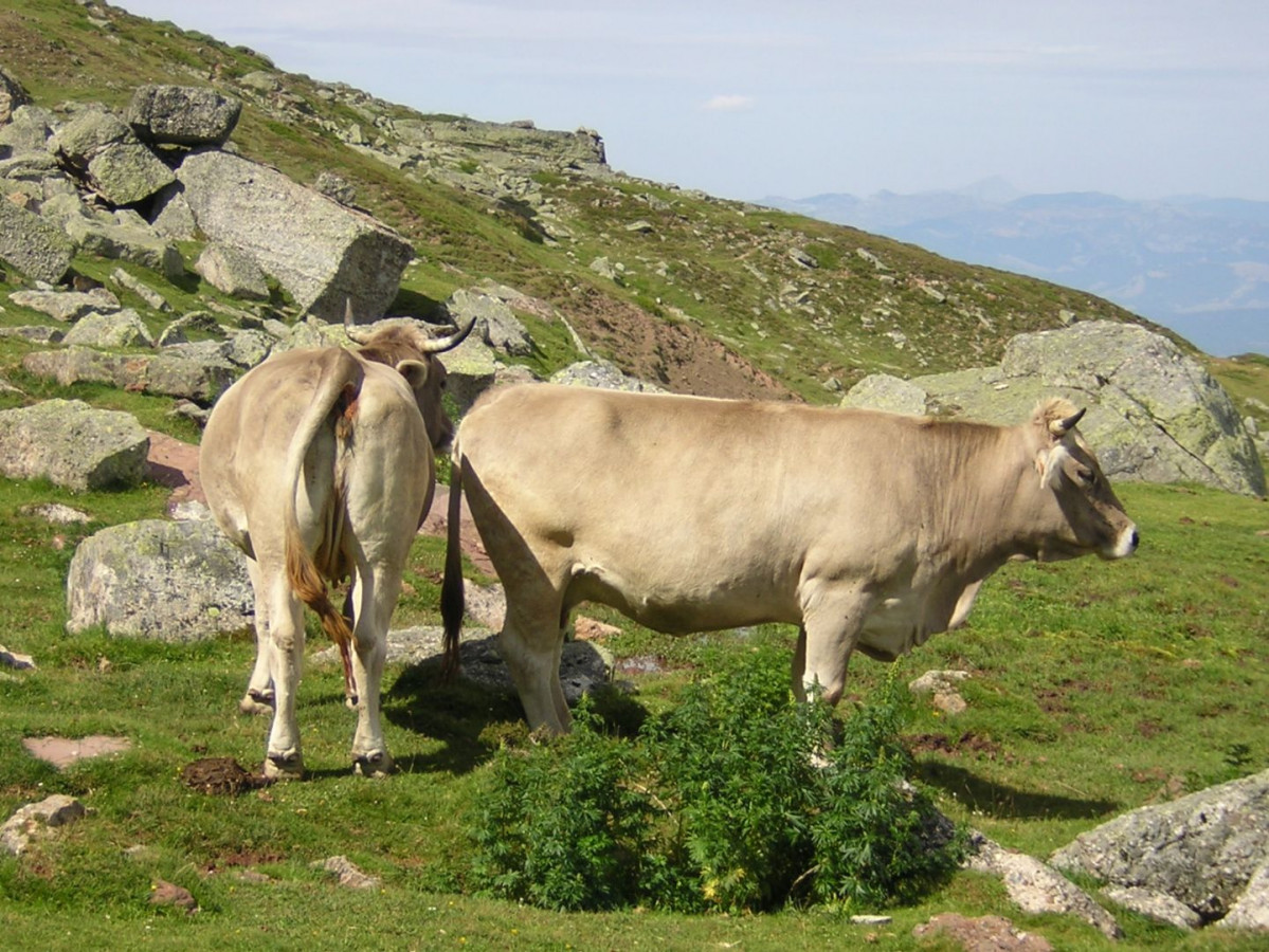 Raza parda de montaña 2