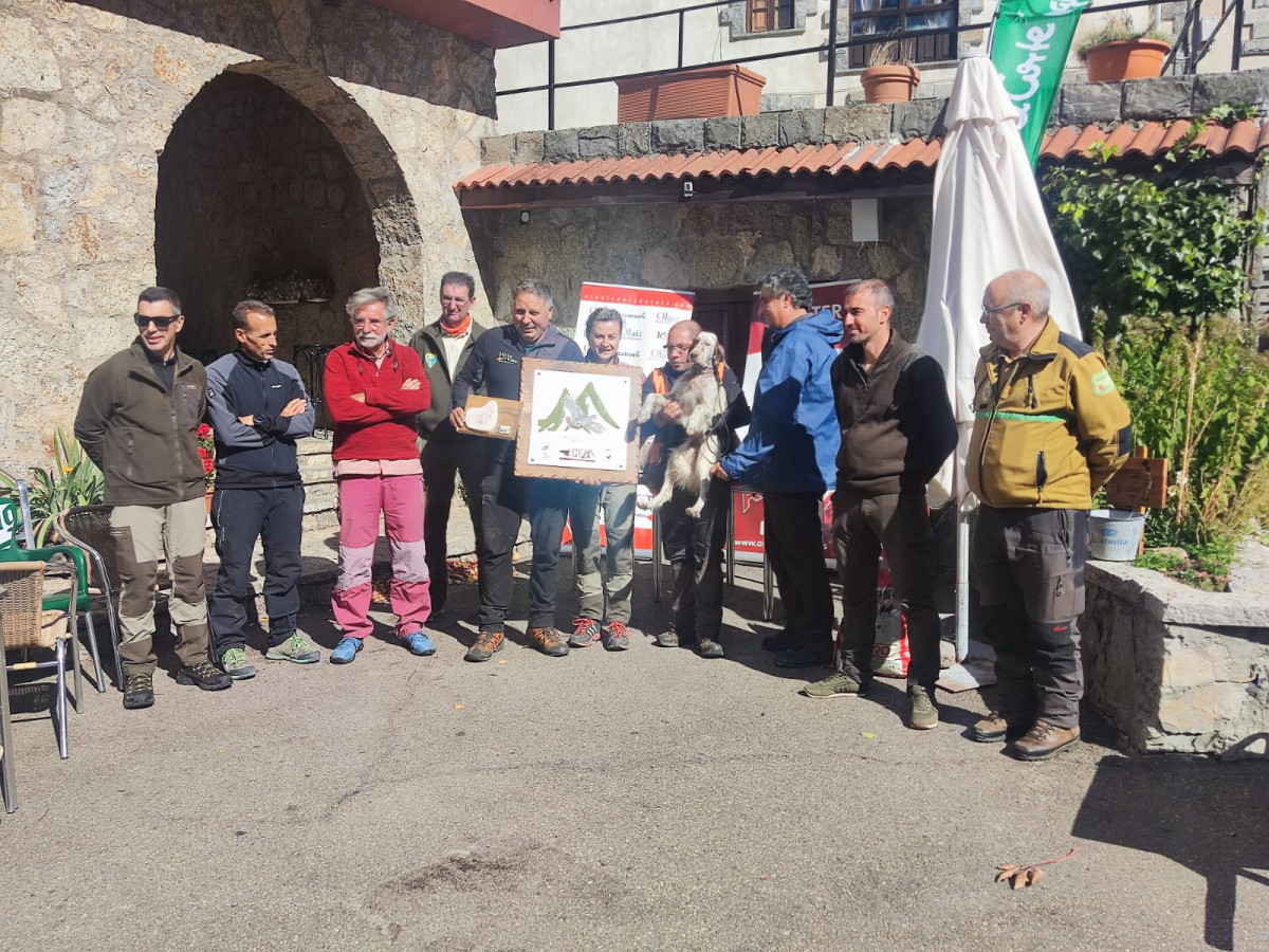 Copa de espau00f1a montau00f1a perros de muestra