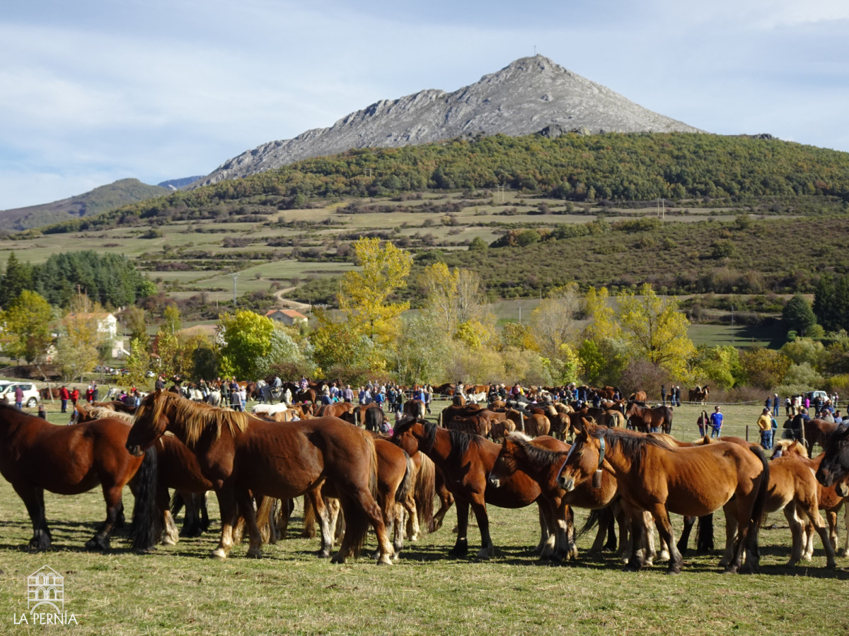 Feria del caballo la pernia (2)