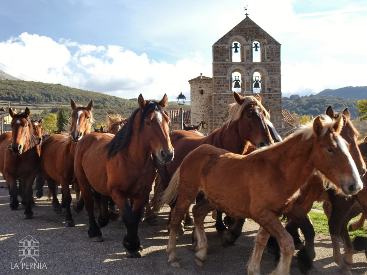Feria del caballo la pernia (3)