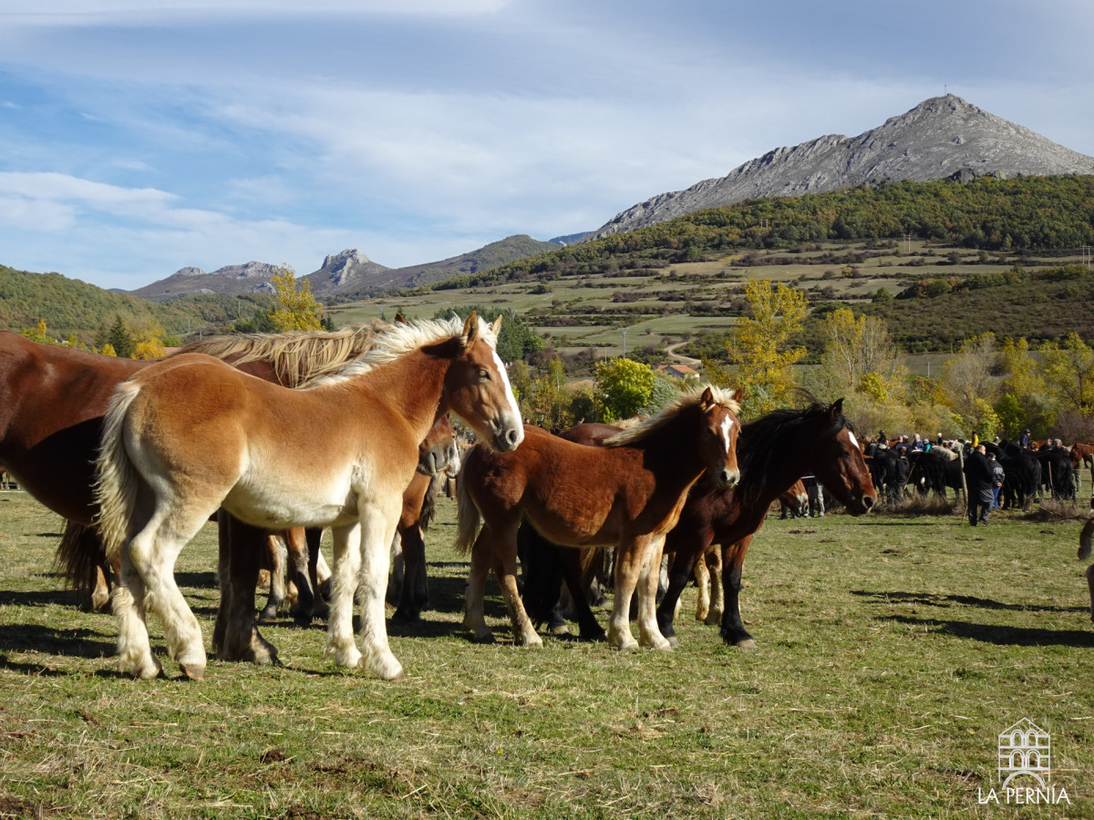 Feria del caballo la pernia