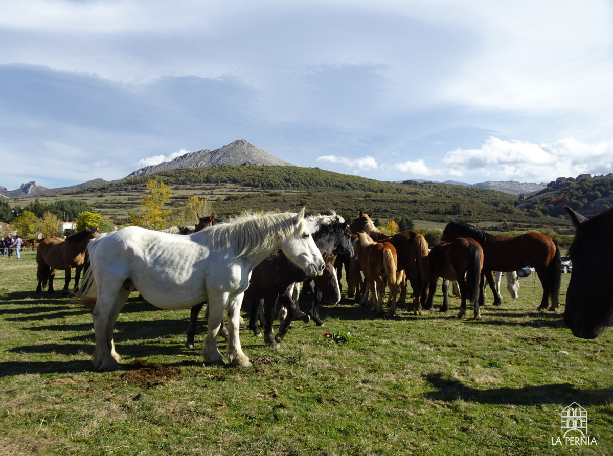 Caballos