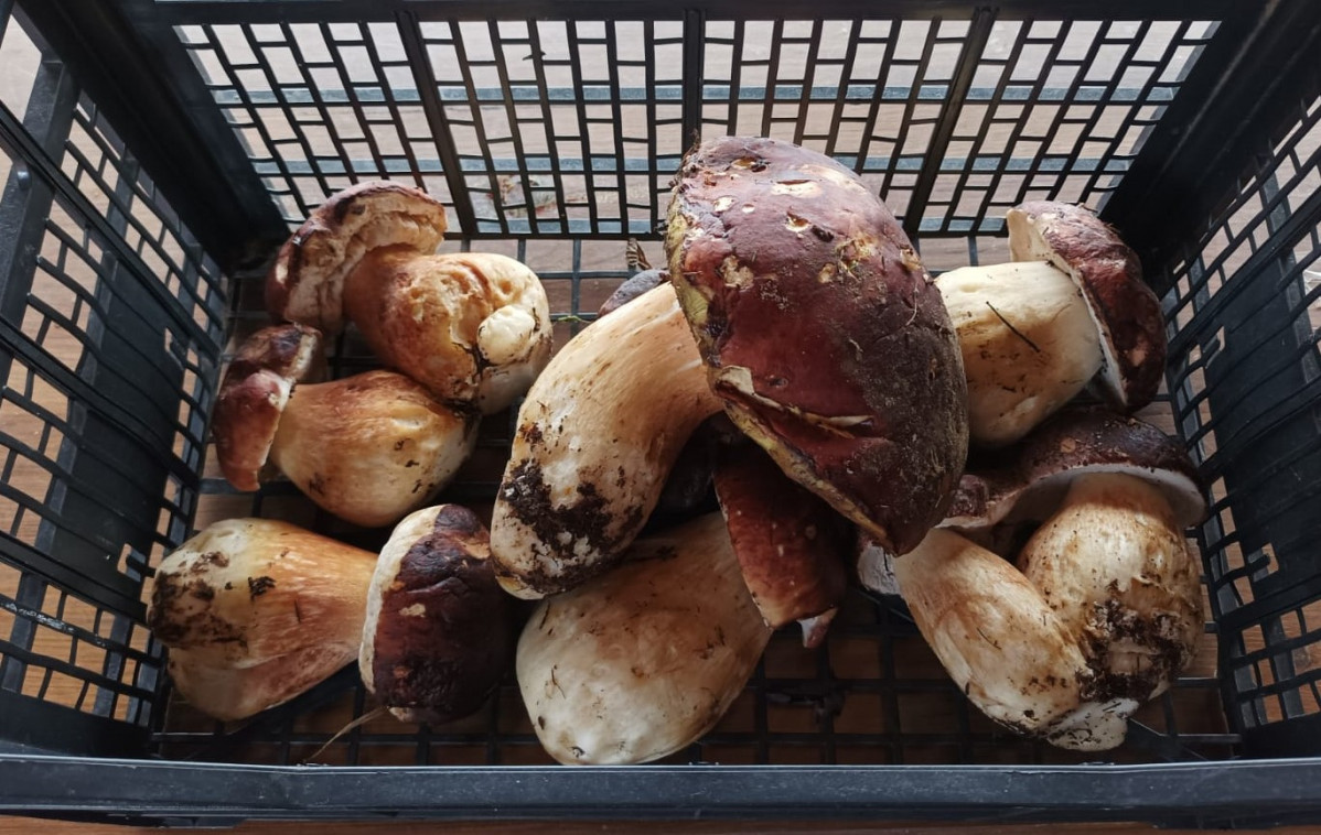 Boletus edulis prado 2